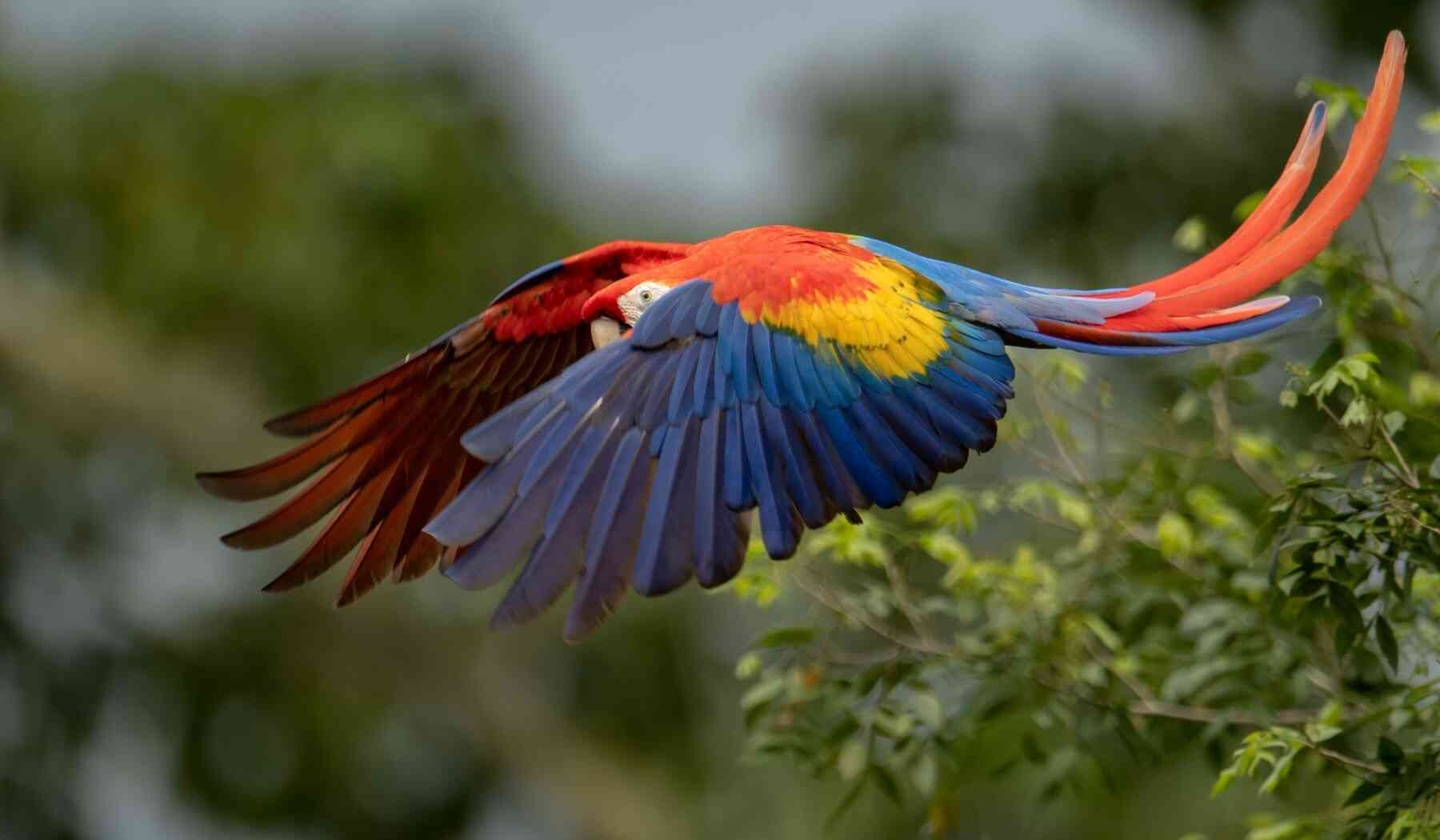 animaux du Costa Rica