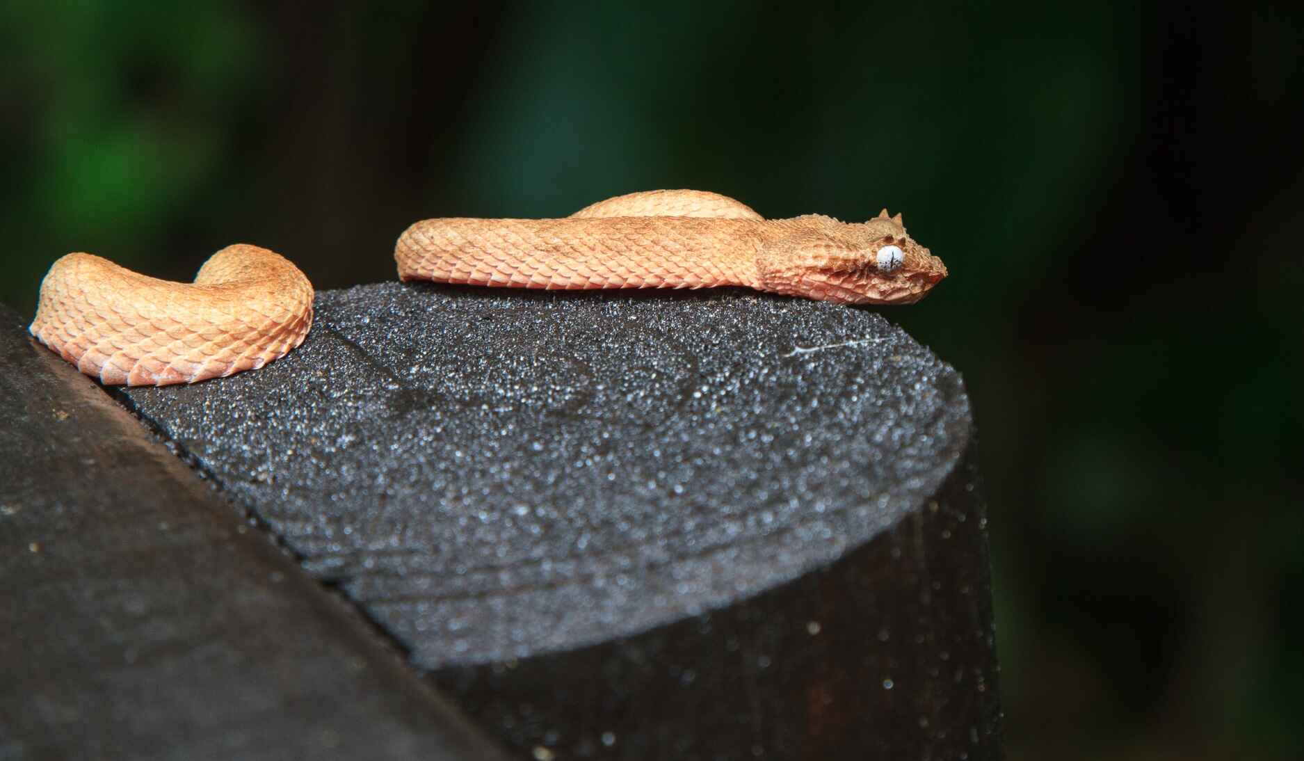 animal_cahuita_parc_national_costa_rica