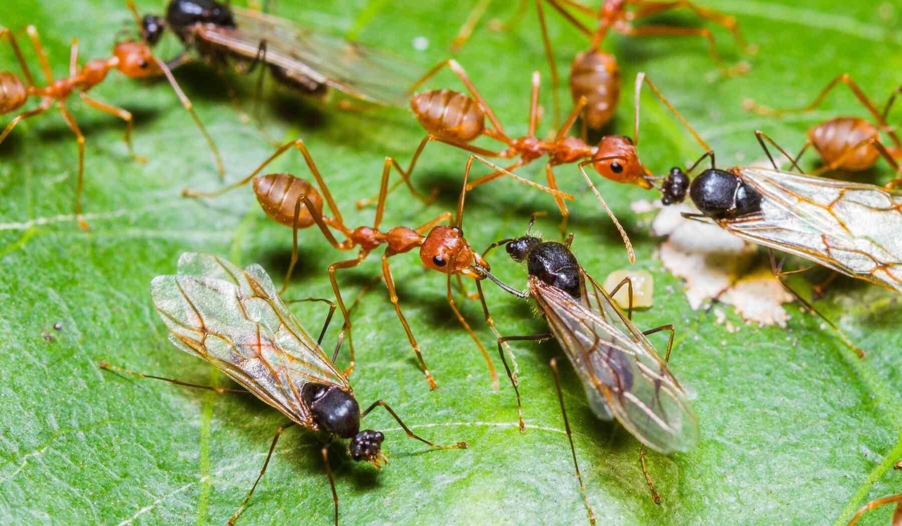 fourmis-légionnaire-costa-rica