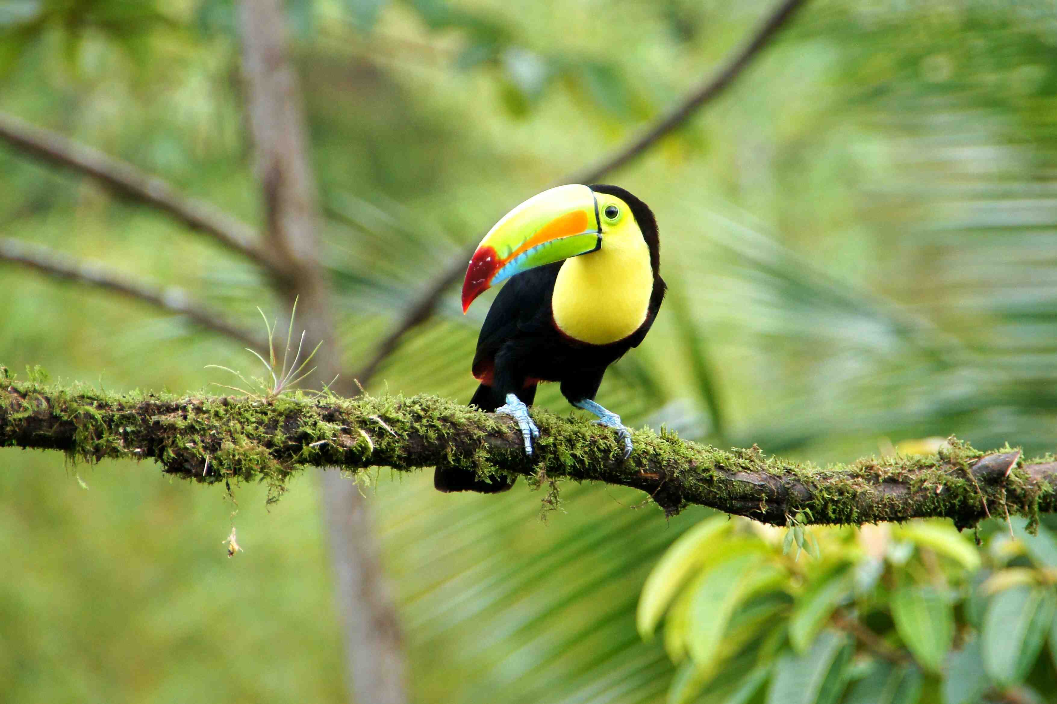 bird-costa-rica