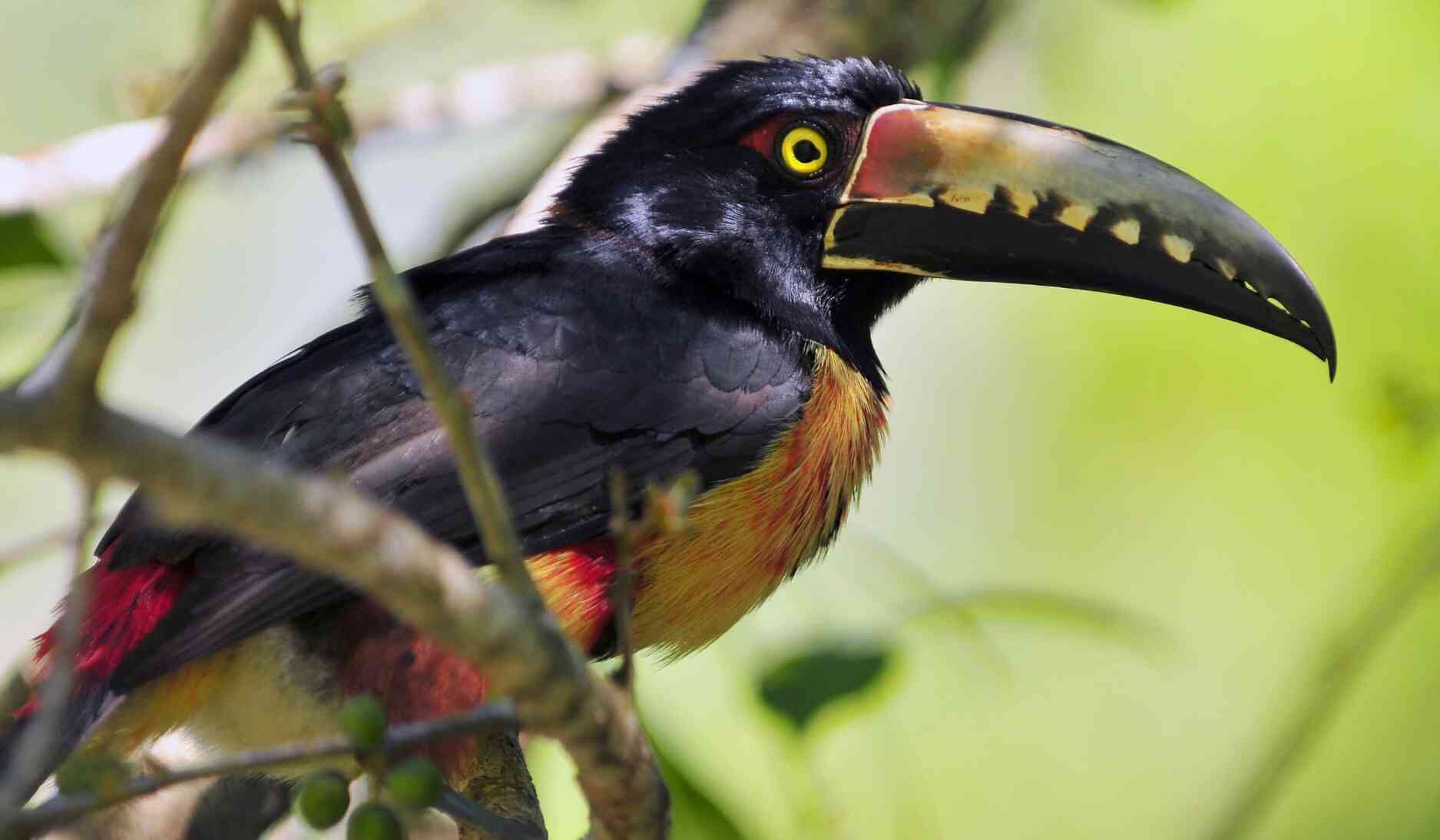 guatemala-oiseau