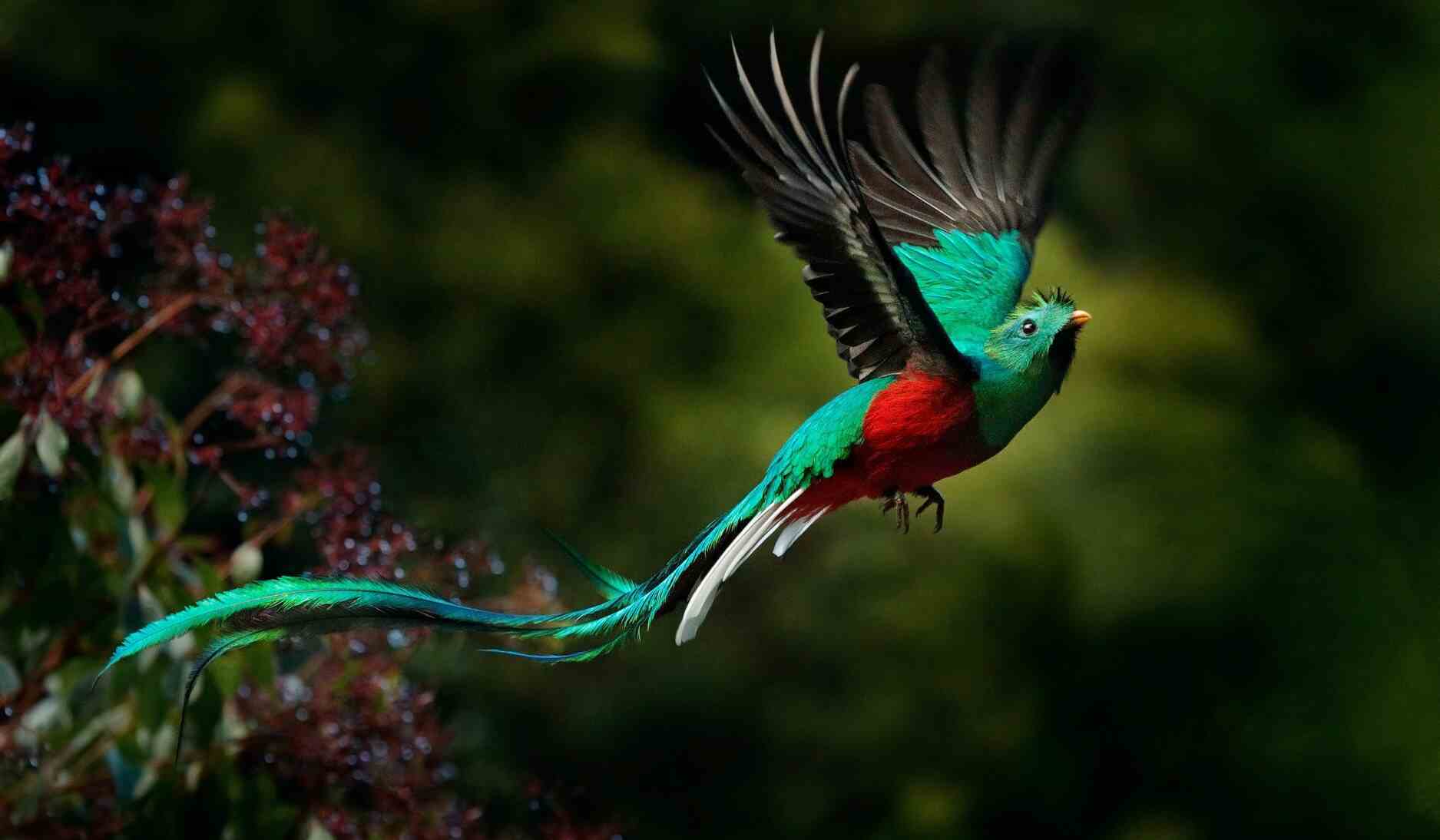 quetzal