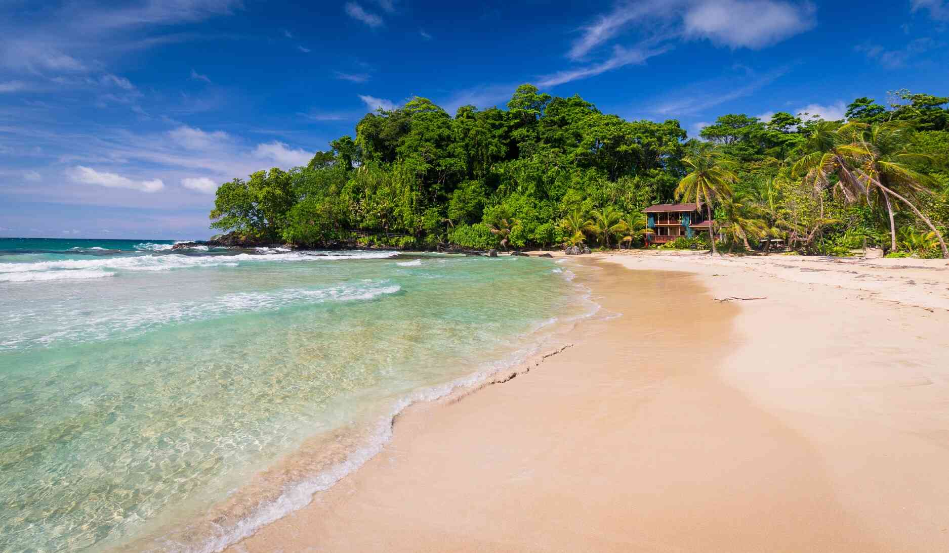 red_frog_plage_bocas_del_toro_panama