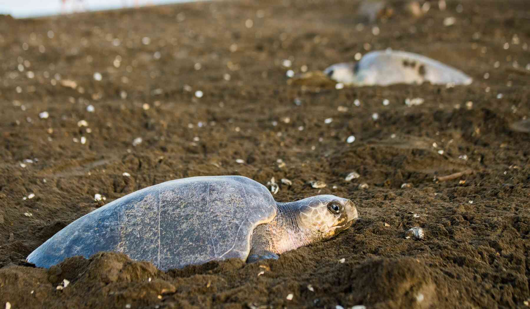 tortoise-BP-mesoamerica