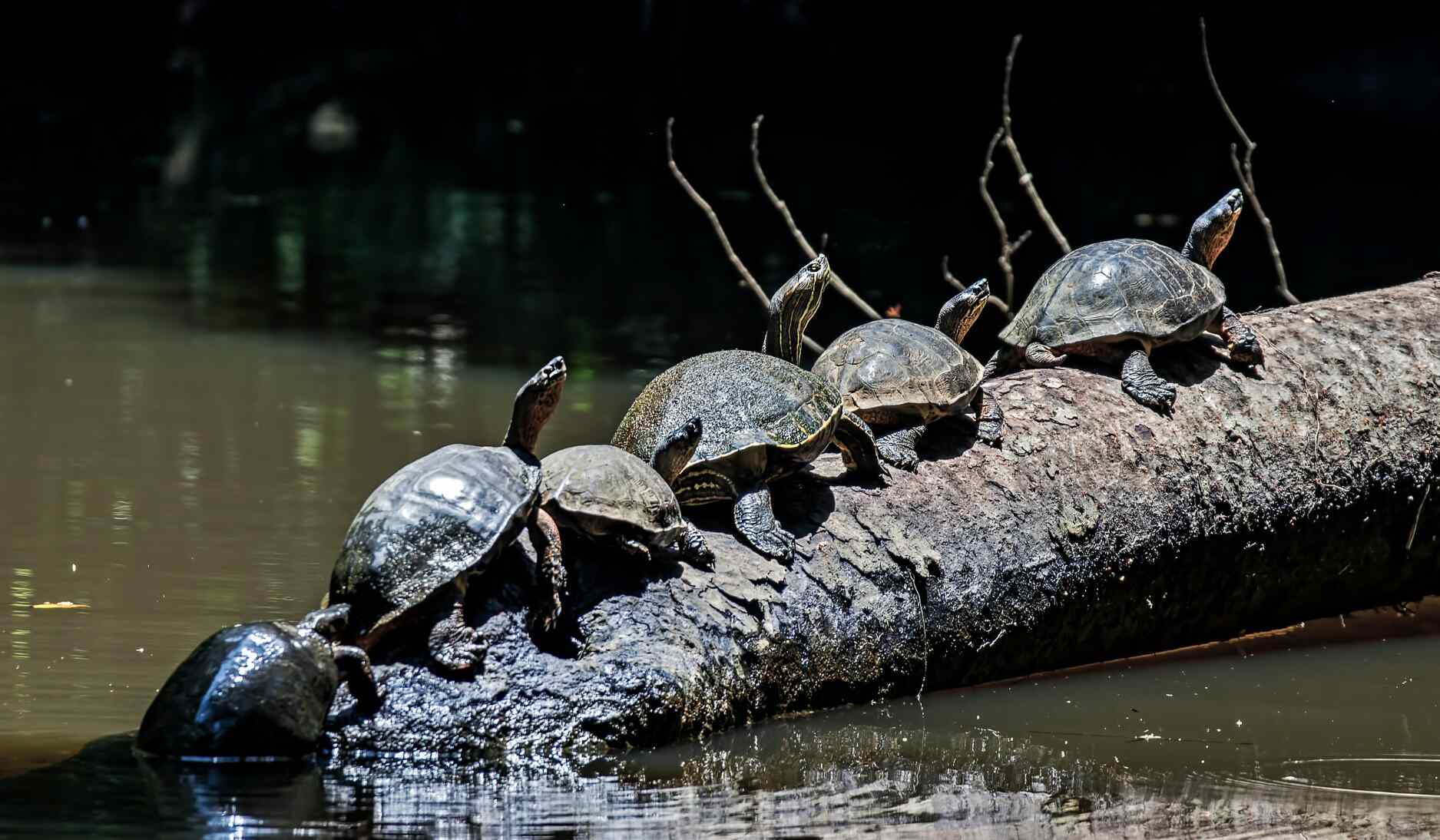 tortuguero-tortues