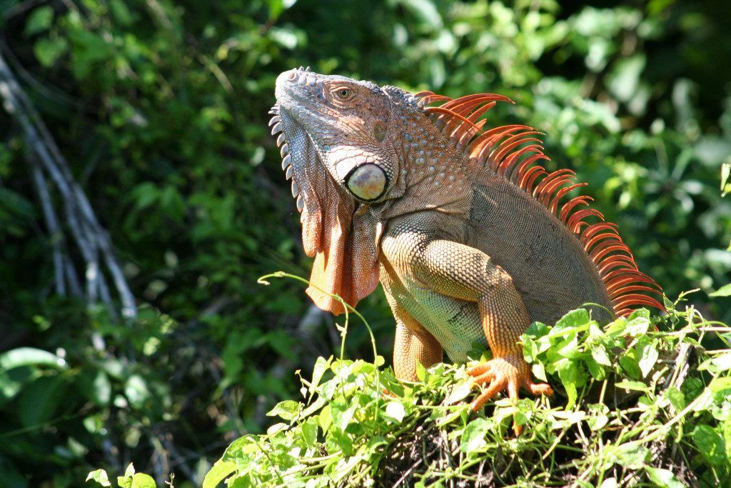 10 animaux à voir absolument au Costa Rica