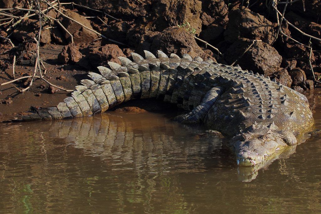 Crocodile américain visible au Costa Rica