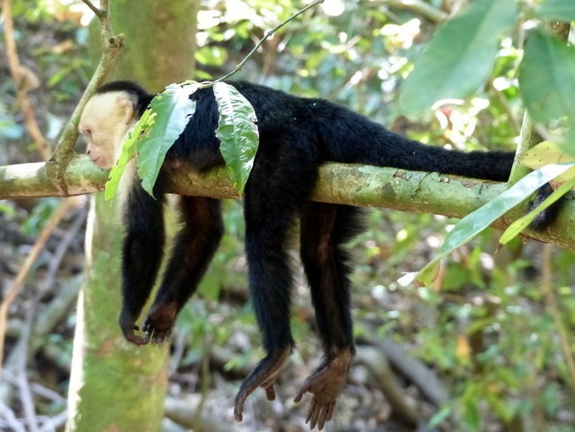 Singe capucins Manuel Antonio