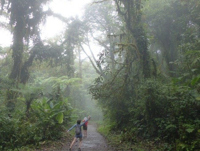 La forêt nuageuse de Monteverde