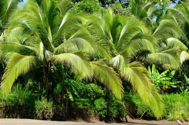 Palmiers verdoyants , Tortuguero, Costa Rica 