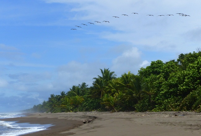 PN Tortuguero