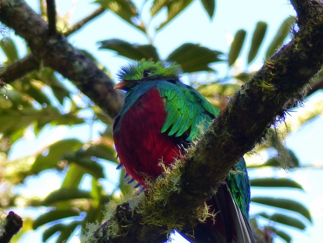 Vivre au Costa Rica Quetzal