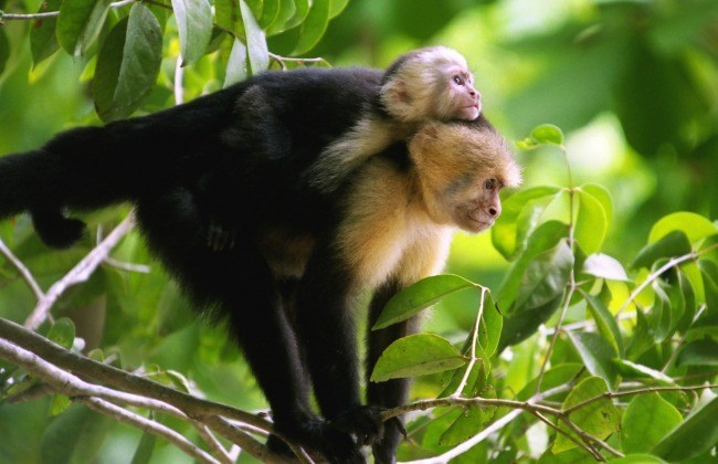 Deux singes partageant un beau moment de tendresse