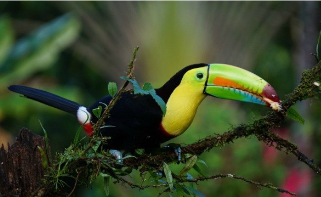 Un toucan coloré, perché sur une branche