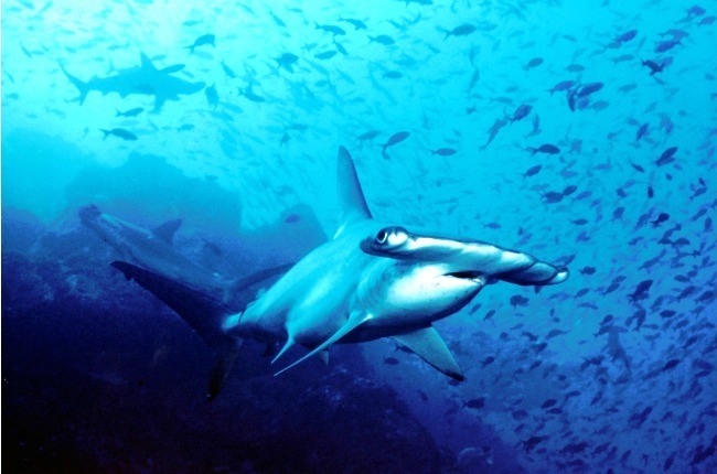Un requin marteau en premier plan dans les eaux de l'île Cocos