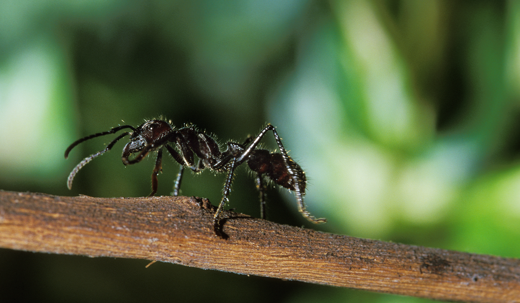 fourmis-légionnaires-costa-rica