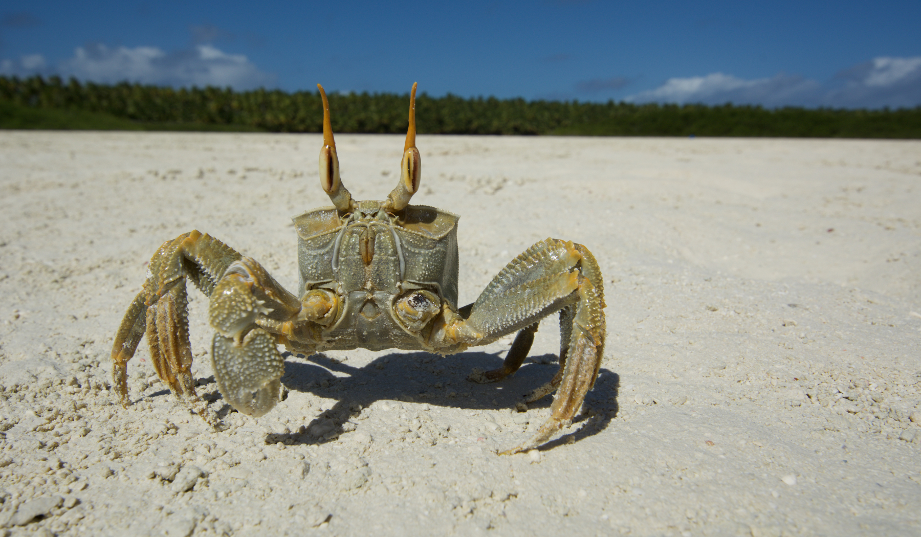 crabe-fantomes-astuces-costa-rica
