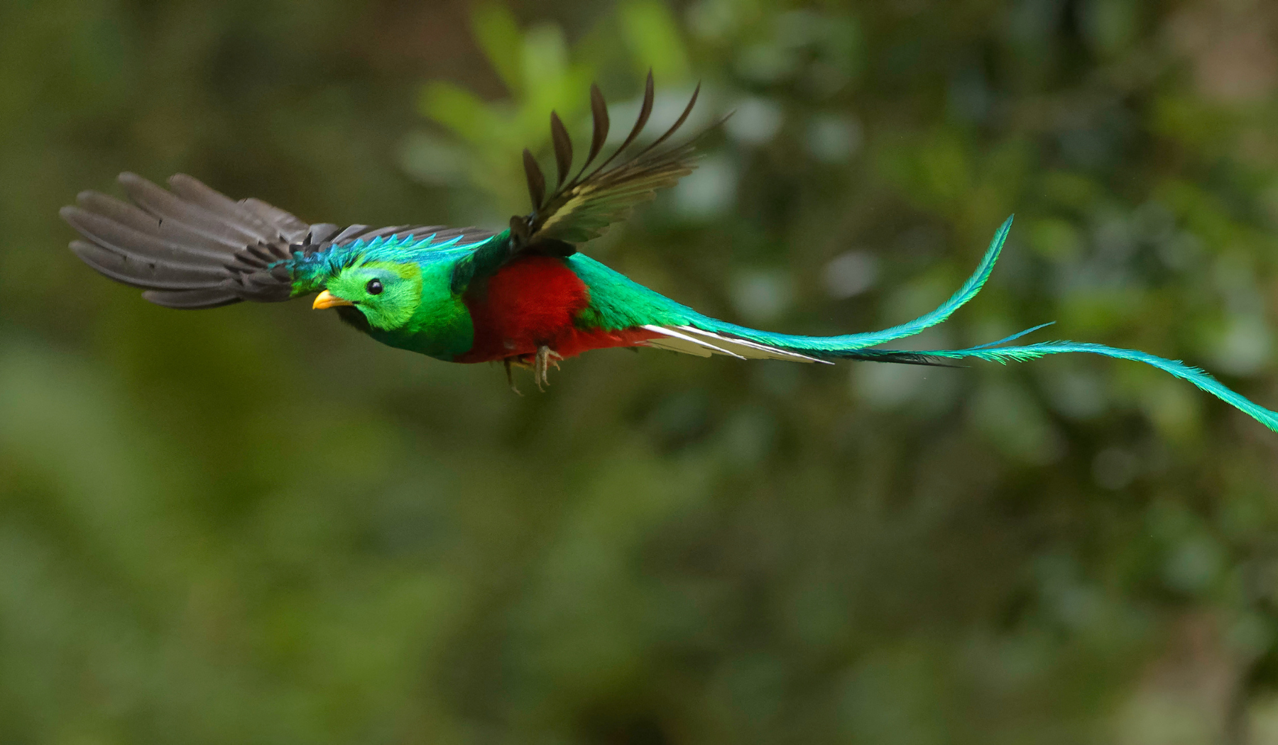 quetzal-BP-mesoamerica